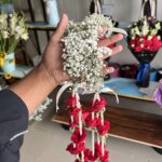 Baby breath Gajray