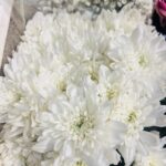 White imported Grace flower