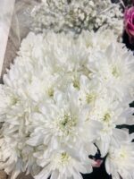 White imported Grace flower